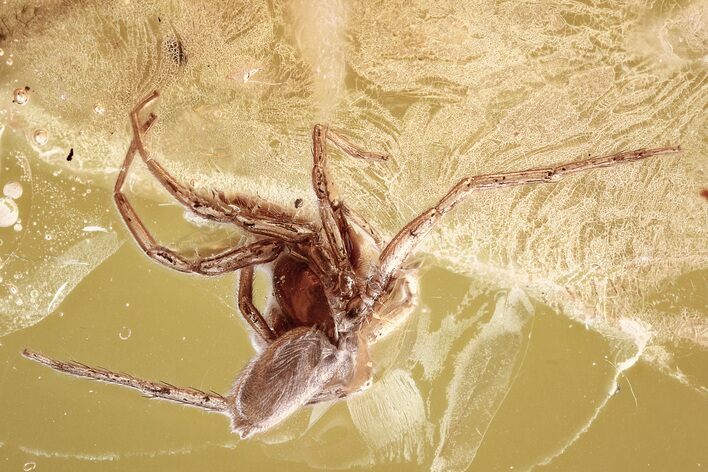 Detailed Fossil Spider (Araneae) In Baltic Amber #346377